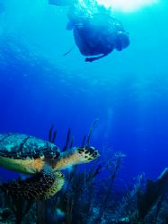Hawksbill turtle taken yesterday morning at "Black Beauty... by Martin Spragg 